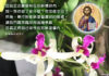 將自己接枝在耶穌基督內