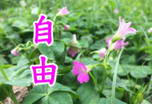 培育為達到自由