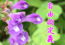 嚮往一個自由動力的定義