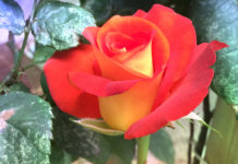 「自我奉獻」──成為耶穌基督的財產