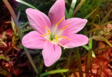 聖保祿孝女會應該有的態度