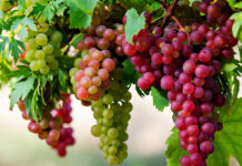 我是葡萄樹,你們是枝條