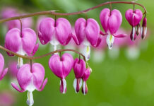 我現在把一條最高超的道路指給你們──愛