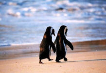 鼓勵和皈依 – 10