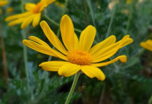 祢揀選了我,只因為祢愛我